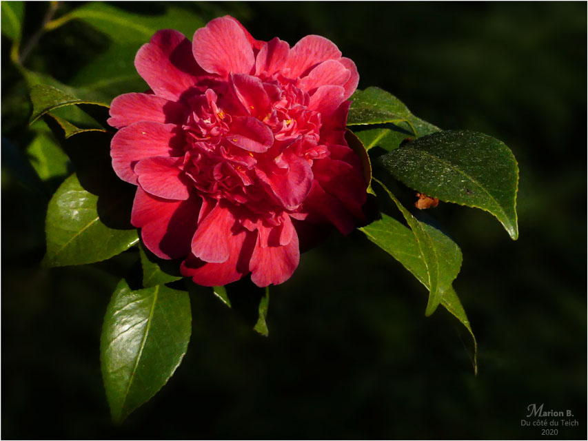 BLOG-P1030036-camélia