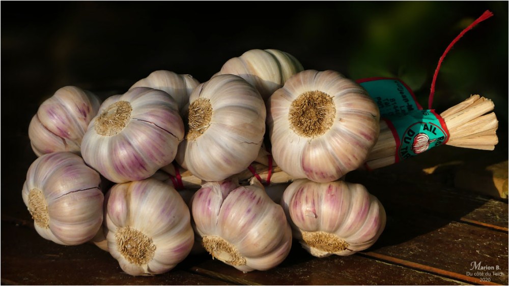 BLOG-P1030039-ail rose du Tarn