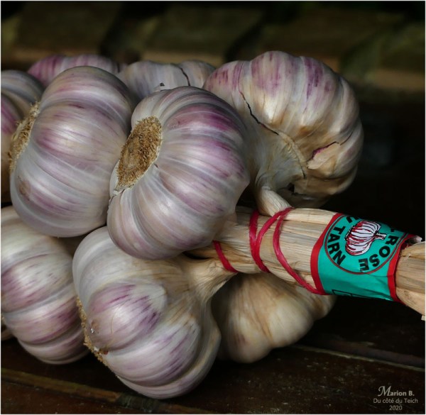 BLOG-P1030040-2-ail rose du Tarn