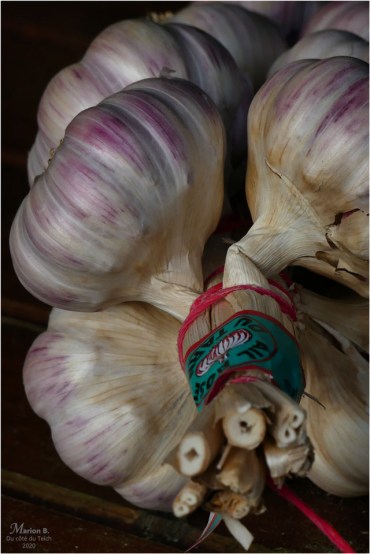 BLOG-P1030044-ail rose du Tarn