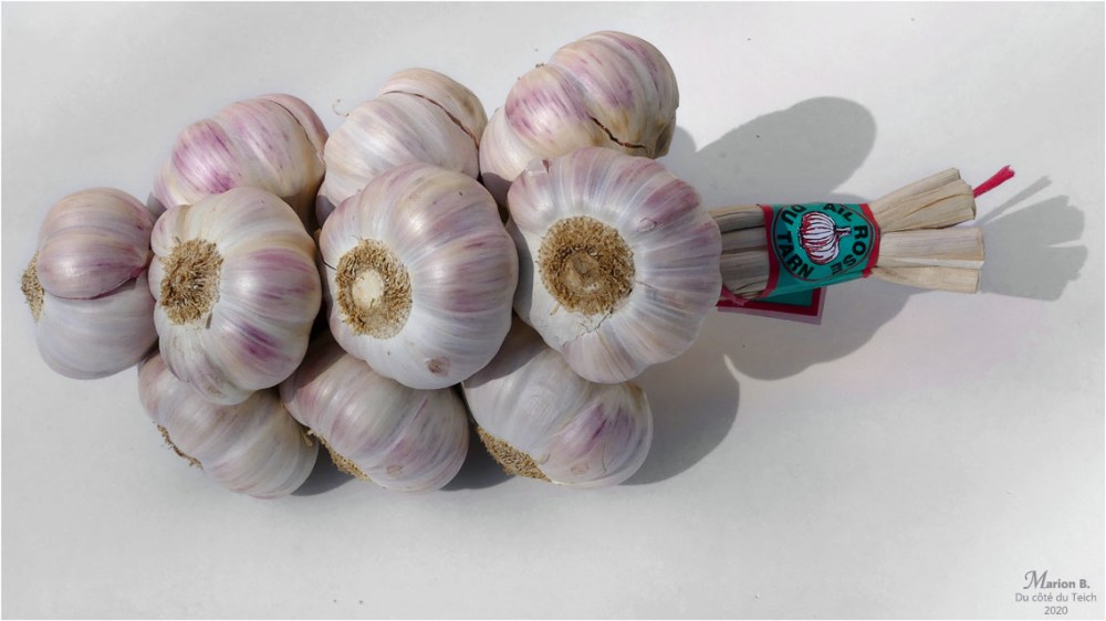 BLOG-P1030056-ail rose du Tarn