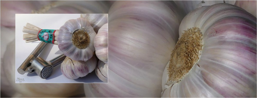 BLOG-P1030059-40-bannière ail rose du Tarn