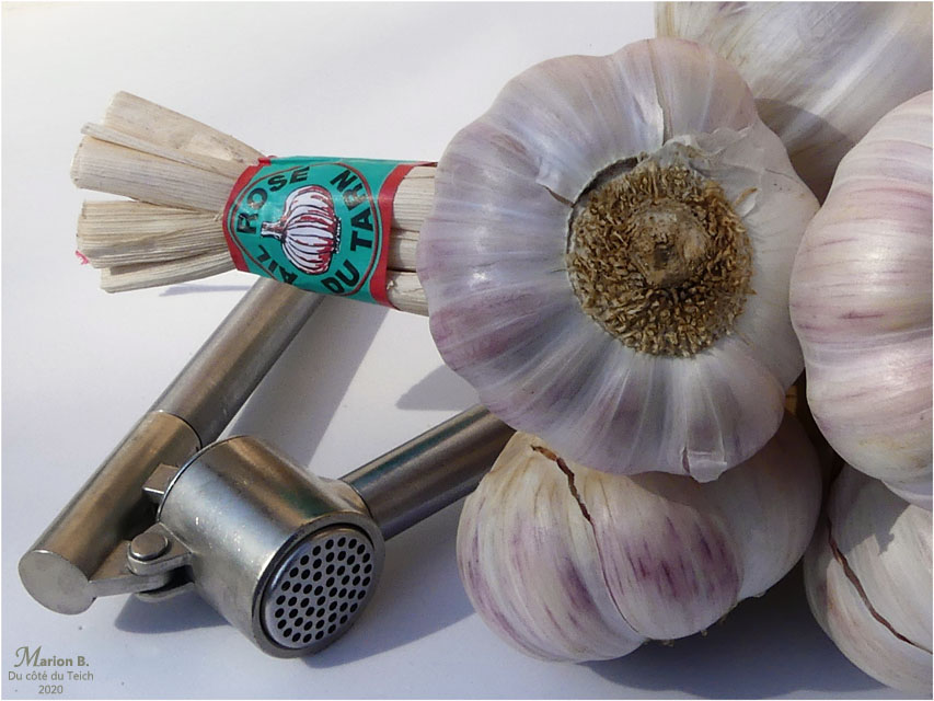 BLOG-P1030059-ail rose du Tarn
