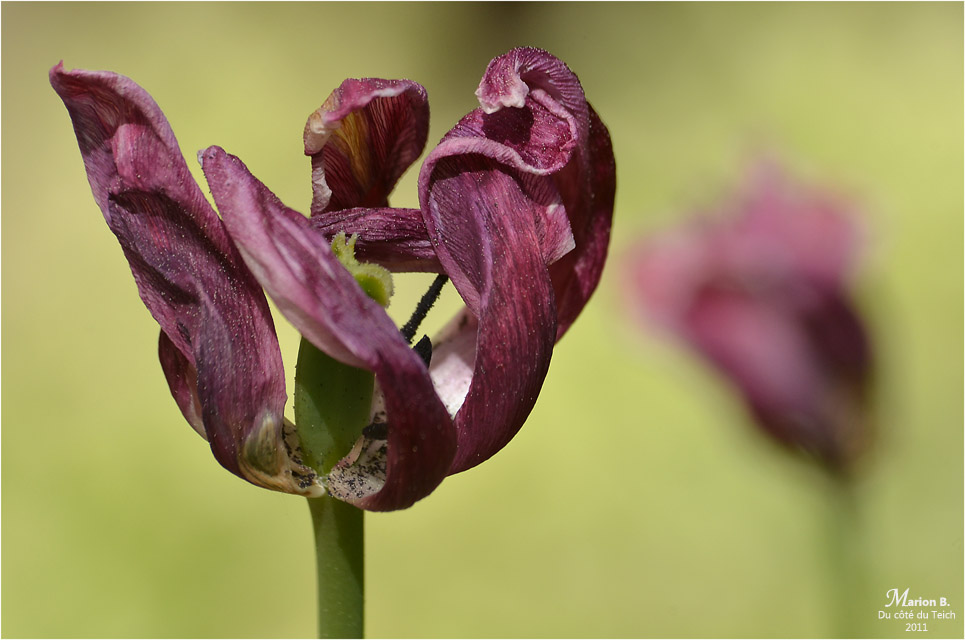 BLOG-DSC_04311-tulipes fanées
