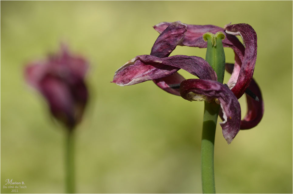 BLOG-DSC_04313-tulipes fanées