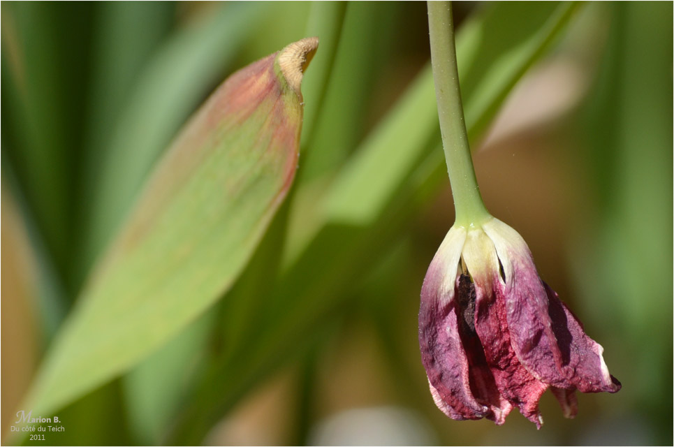 BLOG-DSC_04319-tulipe fanée