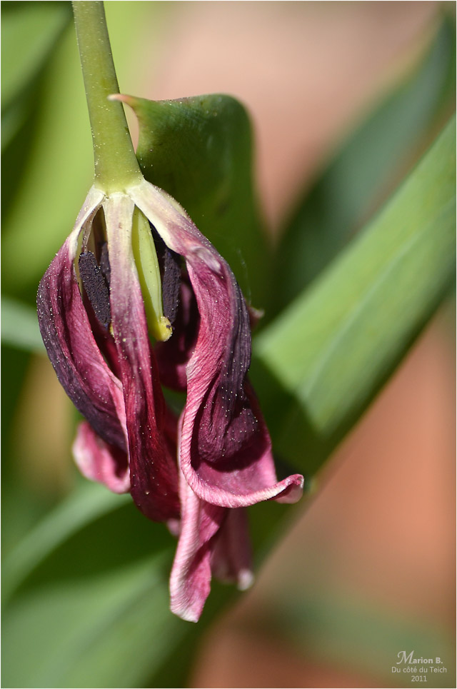 BLOG-DSC_04320-tulipe fanée