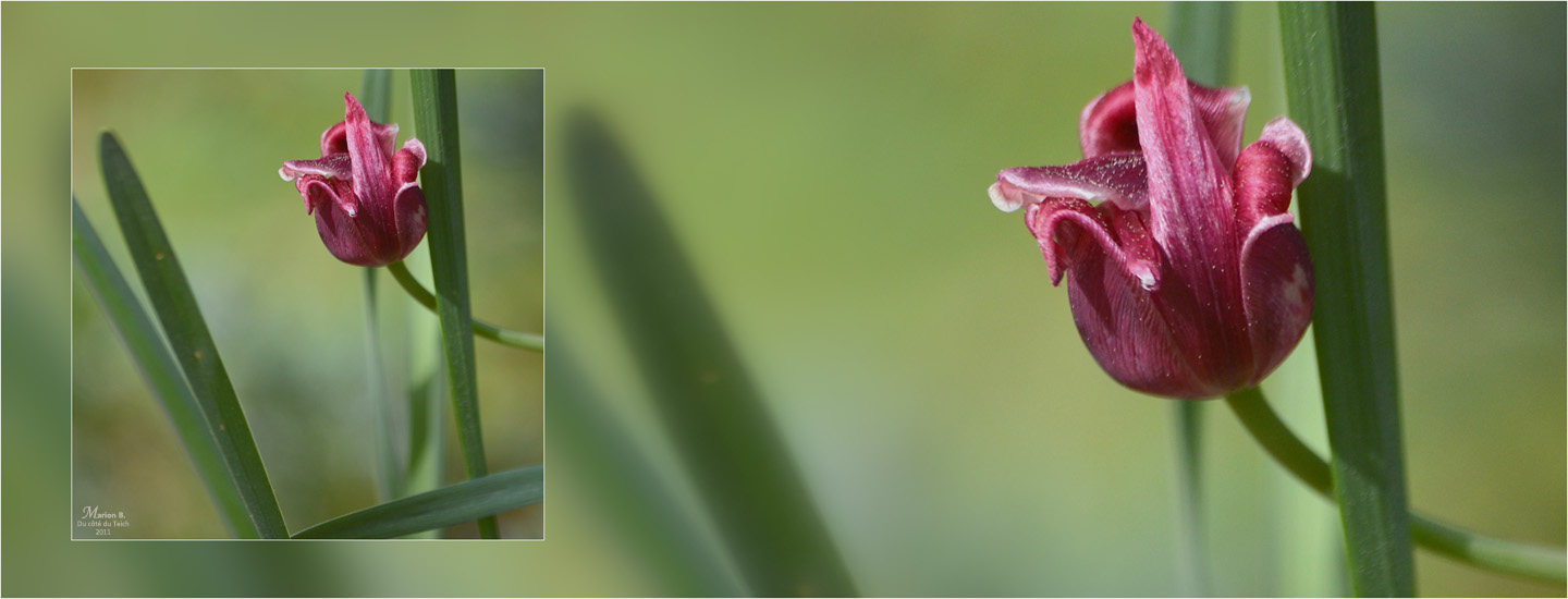 BLOG-DSC_04329-bannière tulipe fanée et feuilles BLOG-DSC_04329-bannière tulipe fanée et feuilles
