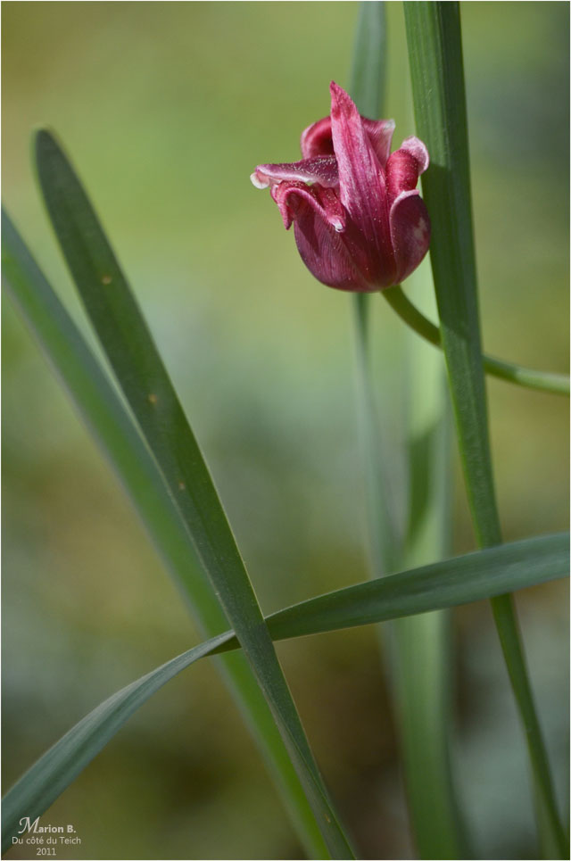 BLOG-DSC_04329-tulipe fanée et feuilles