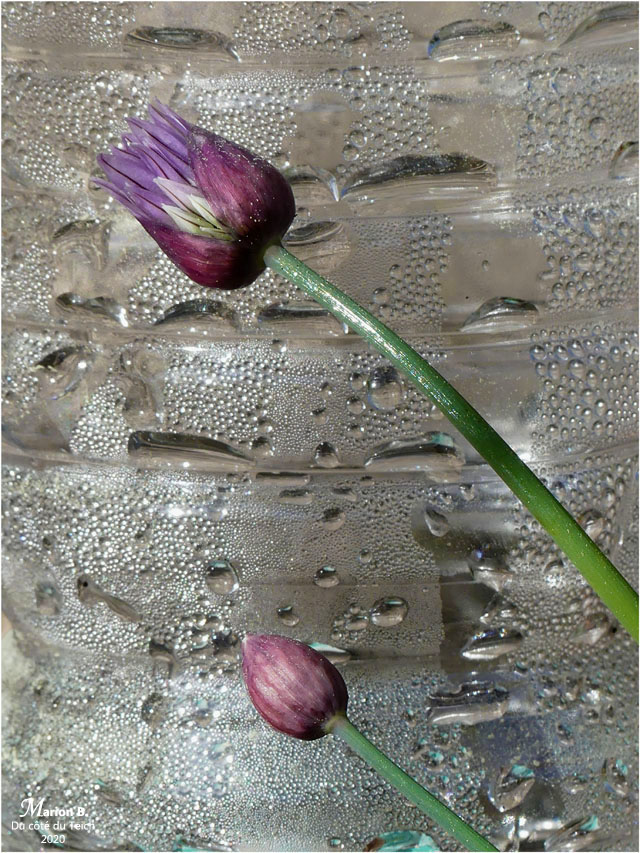 BLOG-P1030137-fleurs ciboulette et bouteille BLOG-P1030137-fleurs ciboulette et bouteille