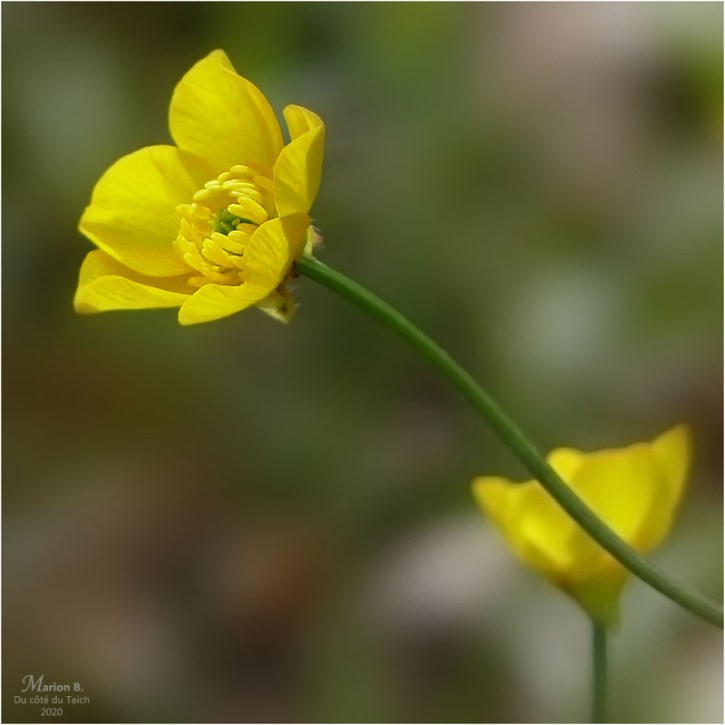 BLOG-P1030161-2-boutons d'or