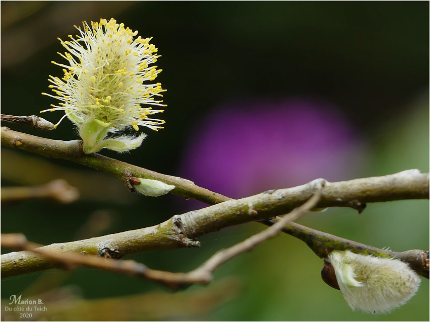 BLOG-P1030189-salix et rhododendron