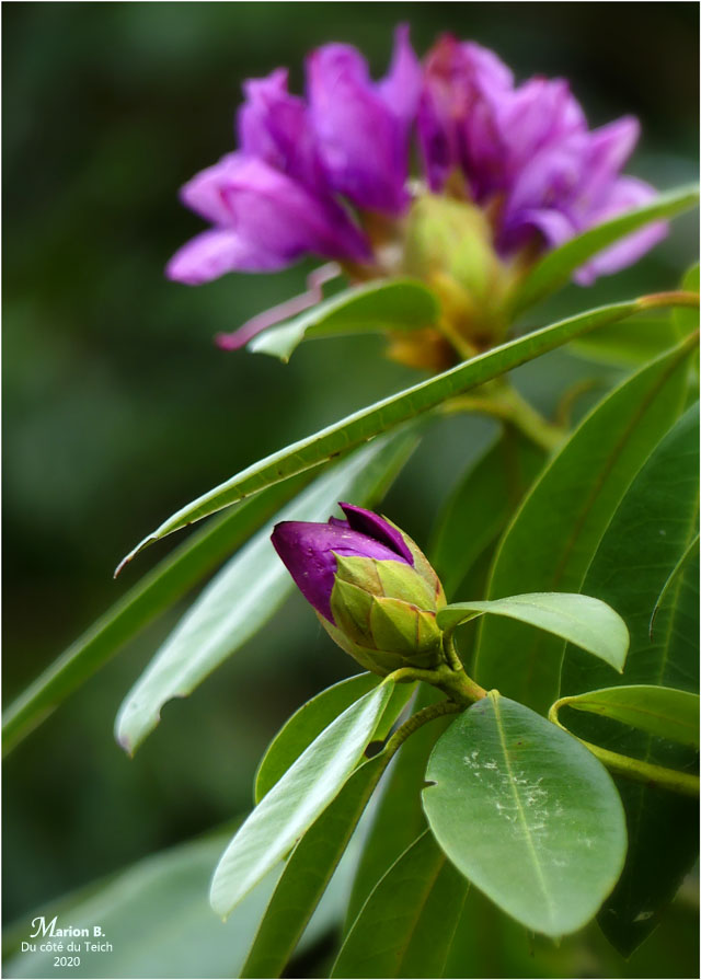 BLOG-P1030199-rhododendron