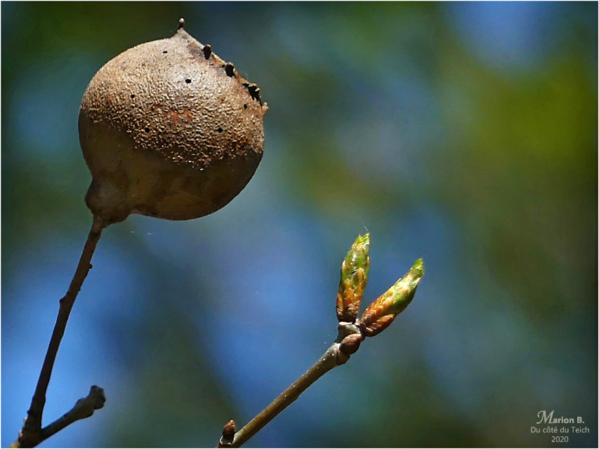 BLOG-P1030249-2-noix de galle