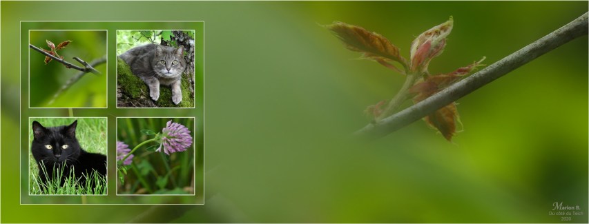 BLOG-P1030404-bannière chats et plantes