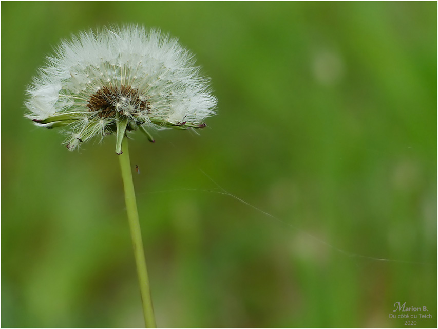 BLOG-P1030407-pissenlit