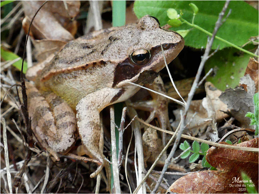 BLOG-P1030420-grenouille