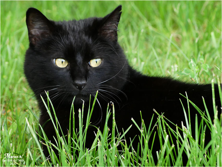 BLOG-P1030441-Pepsi dans l'herbe