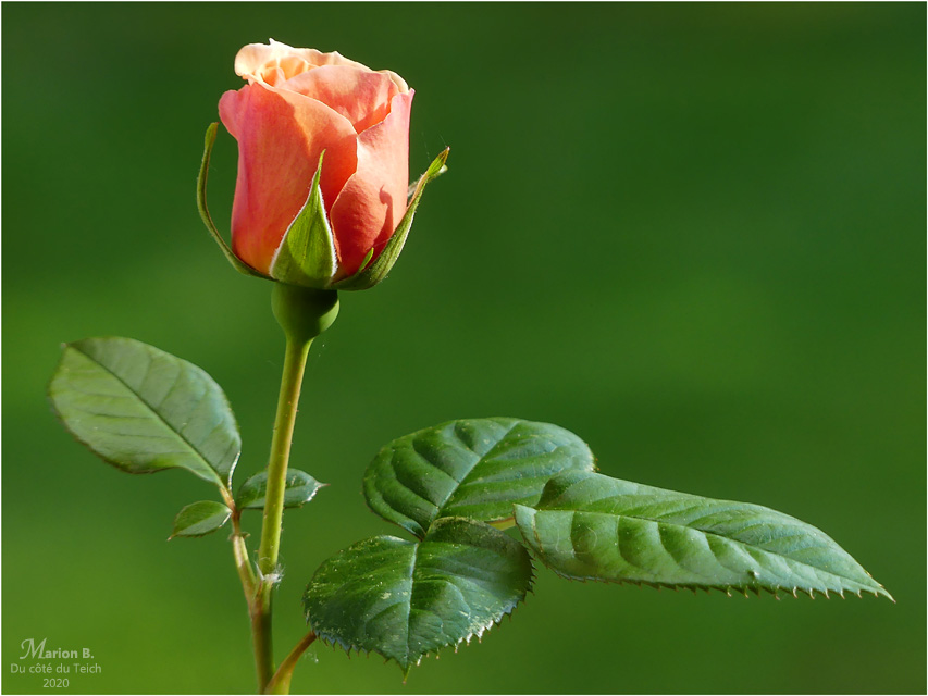 BLOG-P1030456-rosier Martin des senteurs