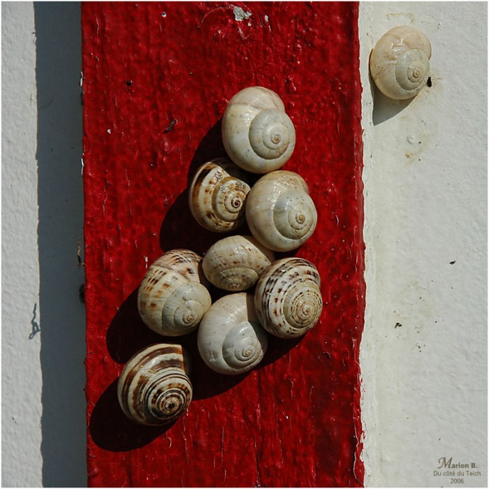 BLOG-DSC_1353-escargots cabane les Jacquets