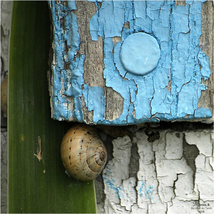 BLOG-DSC_2602-escargot cabane Audenge