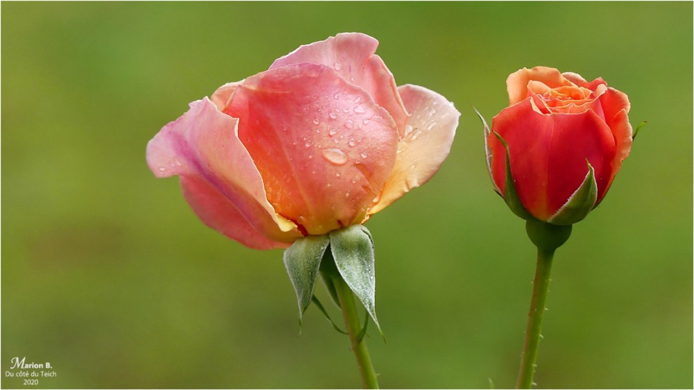 BLOG-P1030525-rosier Martin des senteurs et goutte de pluie