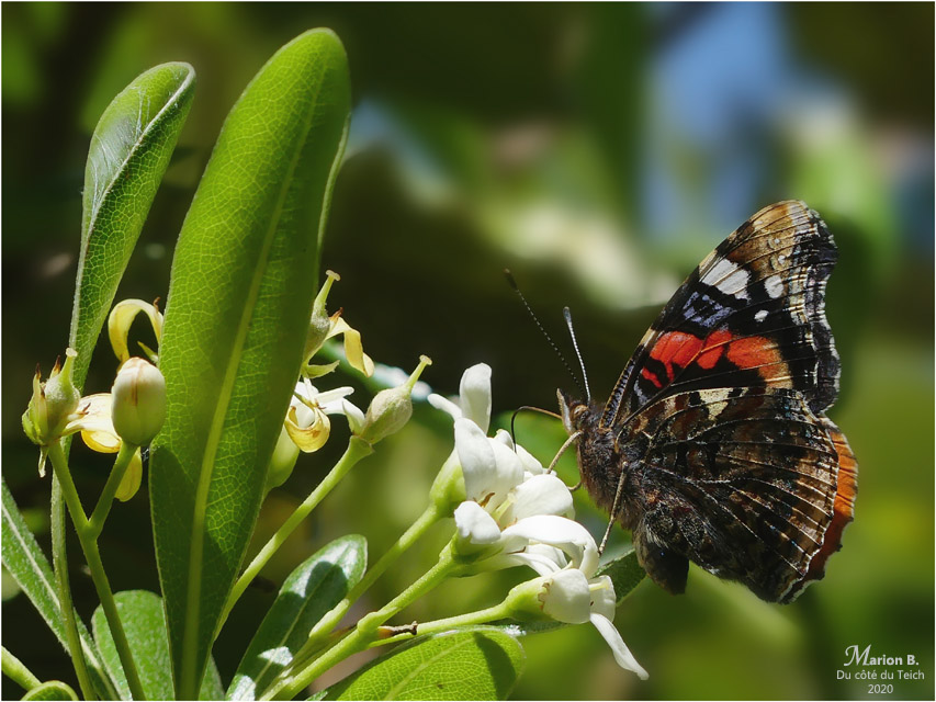 BLOG-P1030596-Vulcain Vanessa Atalanta sur pittorsporum tobira