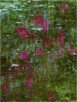 BLOG-P1030622-reflet rhododendrons jardin inondé 11 Mai 2020