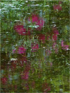 BLOG-P1030622-reflet rhododendrons jardin inondé 11 Mai 2020