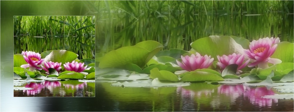 BLOG-P1030641-1-bannière nymphéas étang