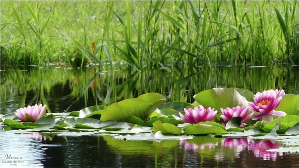 BLOG-P1030641-1-nymphéas étang