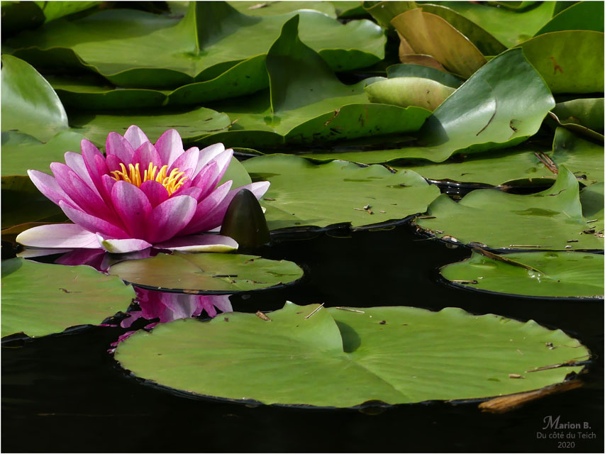 BLOG-P1030650-nymphéa