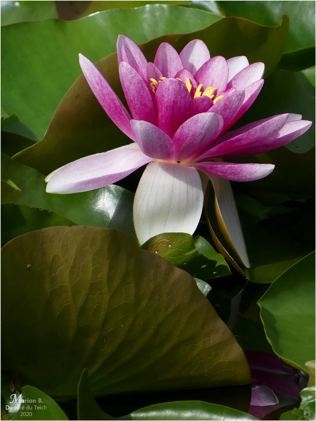 BLOG-P1030658-2-nymphéa