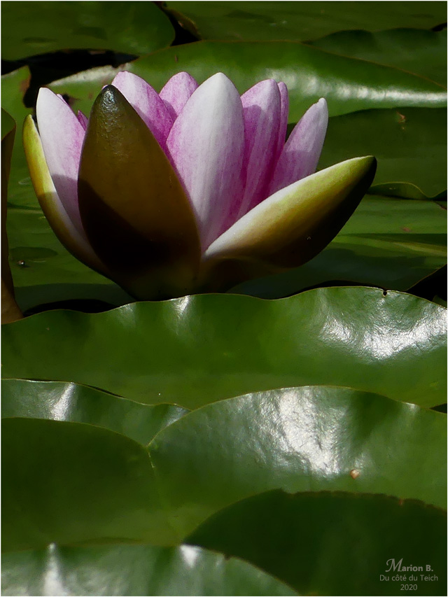 BLOG-P1030659-2-nymphéa