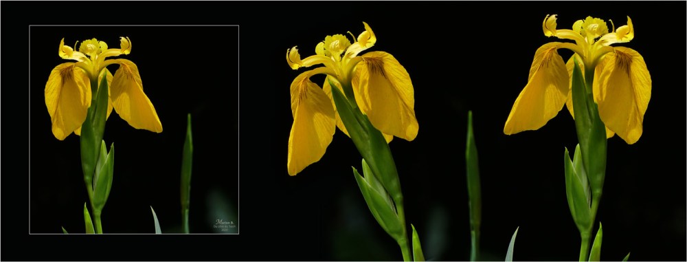 BLOG-P1030699-bannière 3 iris jaunes