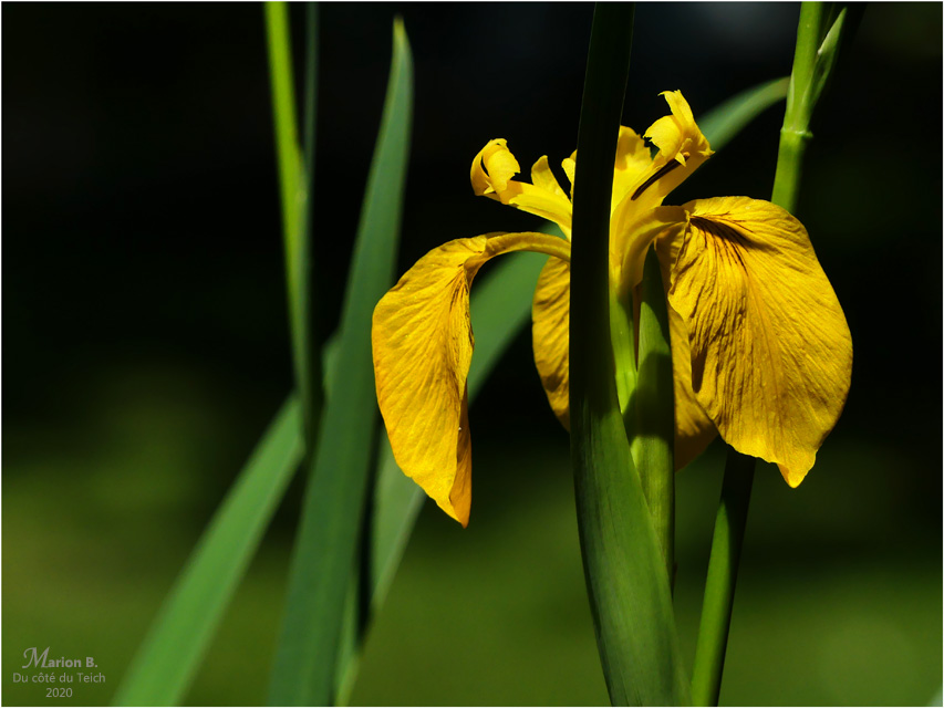 BLOG-P1030721-iris jaune BLOG-P1030721-iris jaune