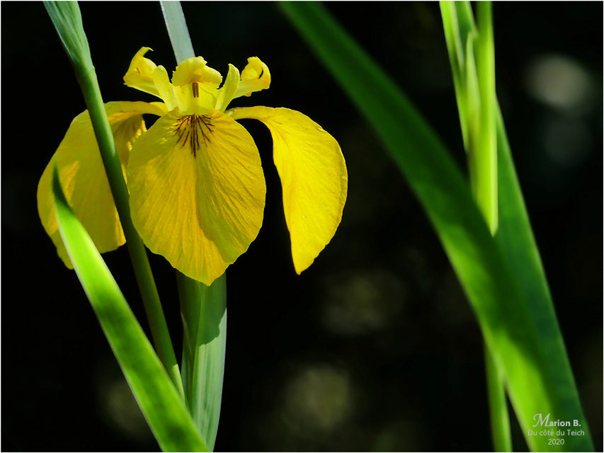 BLOG-P1030731-iris jaune BLOG-P1030731-iris jaune