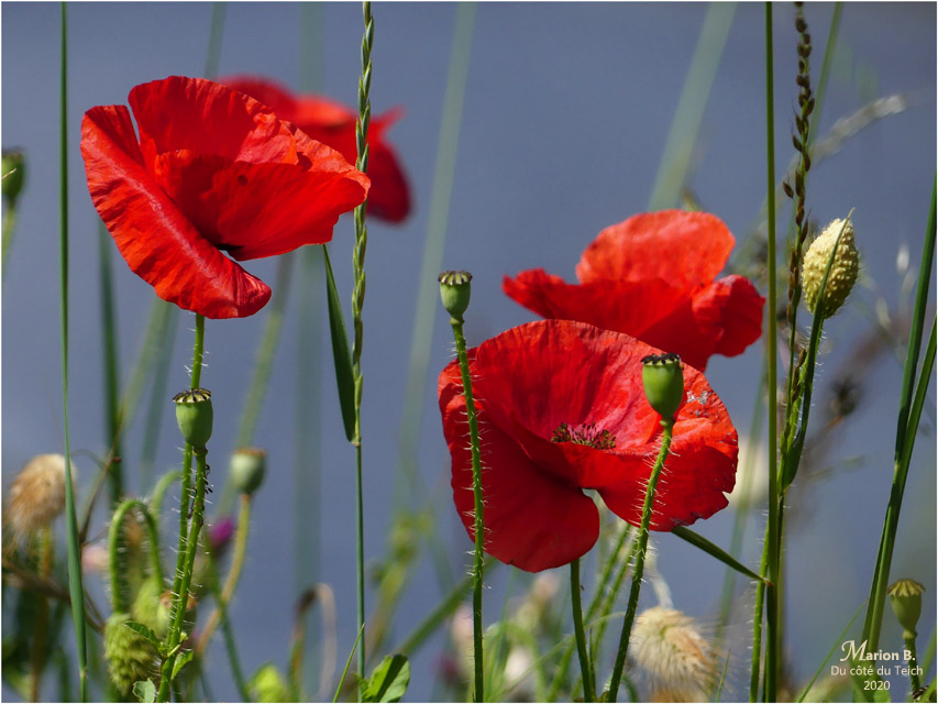 BLOG-P1030758-1-coquelicots rivages Barbotière
