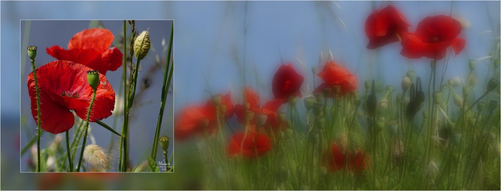 BLOG-P1030758-52-bannière coquelicots rivages Barbotière