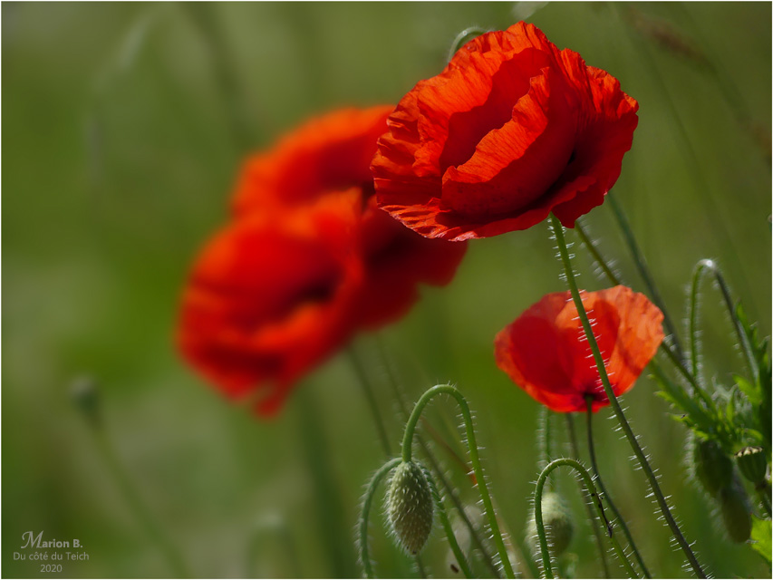 BLOG-P1030760-coquelicots au vent