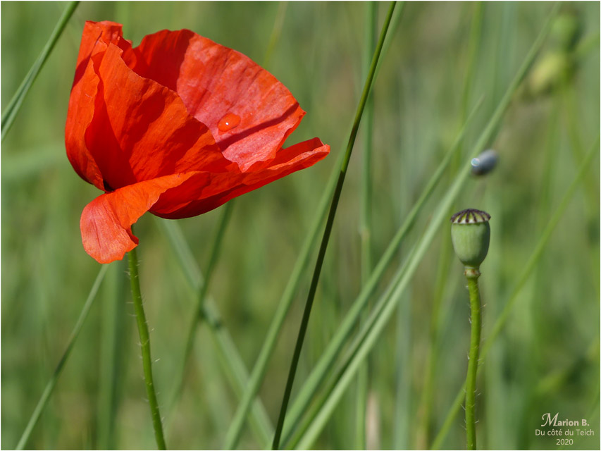 BLOG-P1030774-coquelicot