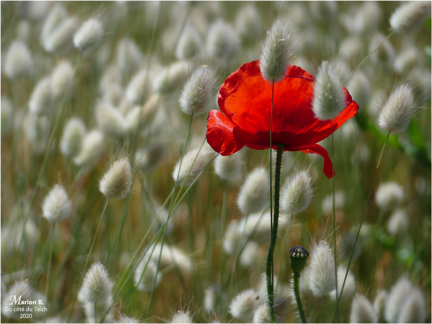 BLOG-P1030850-coquelicot et gros minets