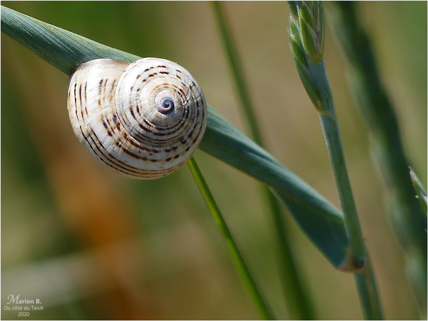 BLOG-P1030874-escargot herbes folles