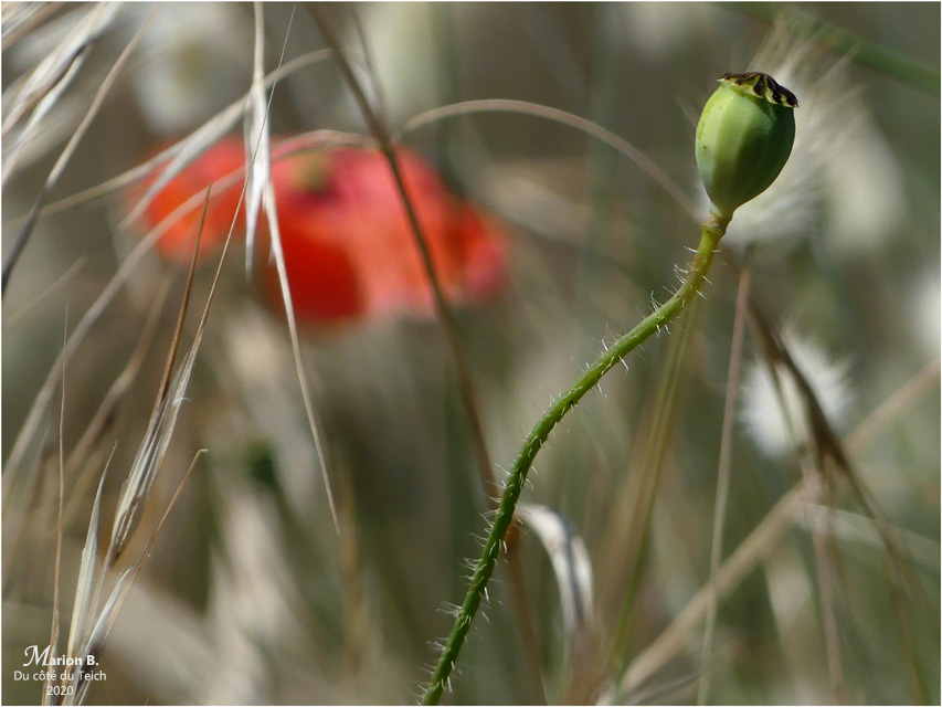 BLOG-P1030878-coquelicots et graminées
