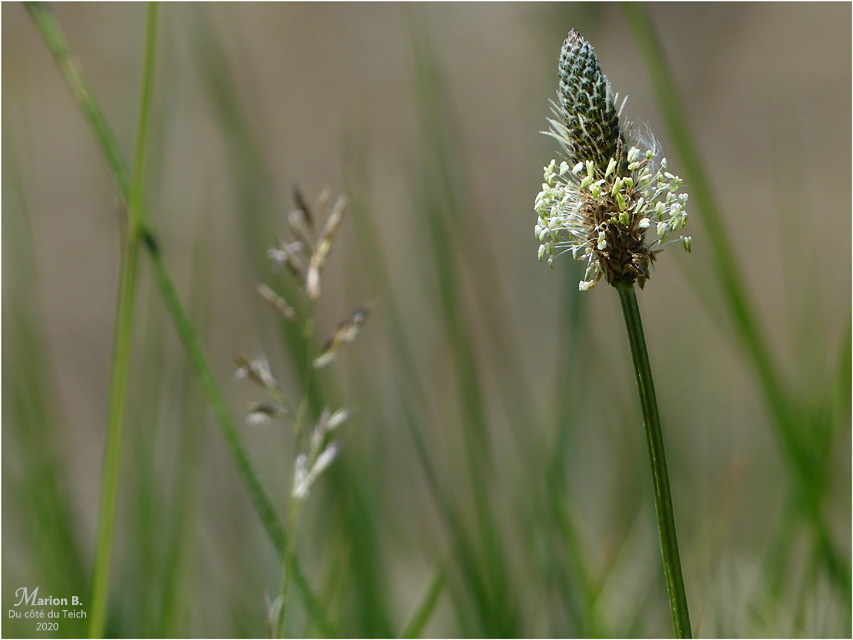 BLOG-P1030882-graminées