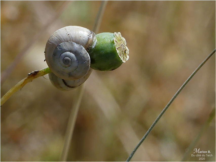 BLOG-P1030886-2-escargots coquelicot