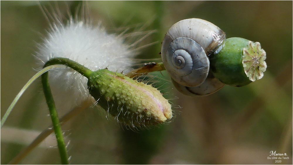 BLOG-P1030888-escargots coquelicot gros minet