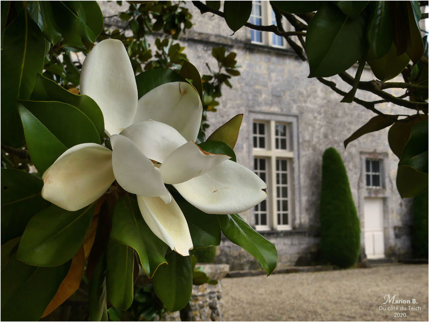 BLOG-P1040426-magnolia château Cazeneuve 33