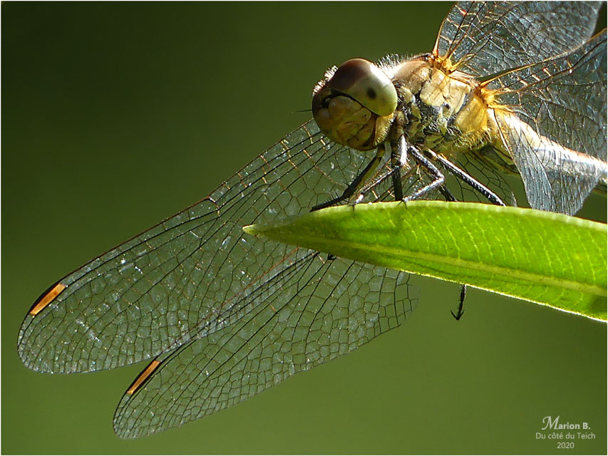 BLOG-P1040535-2-libellule