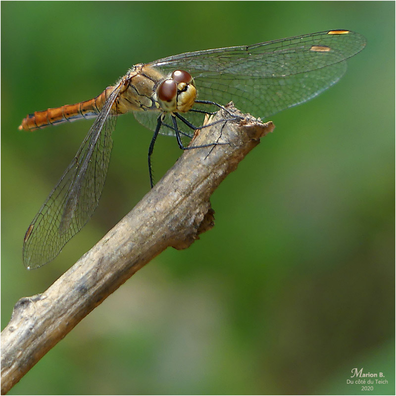 BLOG-P1040562-1-libellule